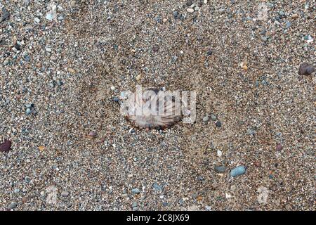 Kleine tote Qualle (Cnidaria Scyphozoa Aurelia) am steinigen Strand von Pwllheli, Nordwales Stockfoto