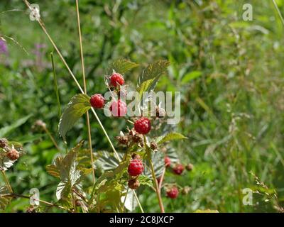 Reife WaldHimbeeren hängen an einem Ast in der Nähe Stockfoto