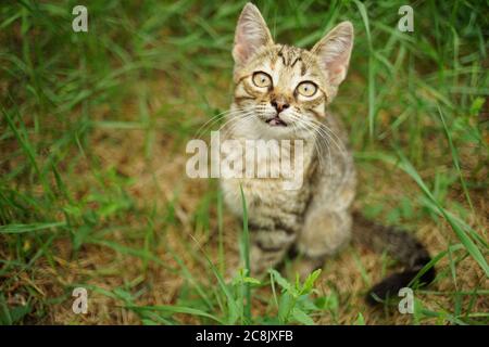 Niedliche tabby Kätzchen sitzen im Sommergarten. Stockfoto