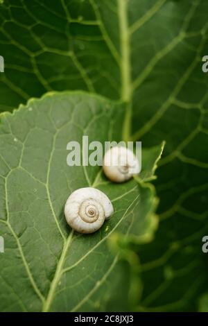 Zwei weiße Schneckenschalen auf grünem Meerrettichblatt. Stockfoto