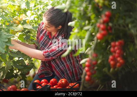 Junge Frau in einem Gewächshaus, die ein paar rote Tomaten pflücken Stockfoto