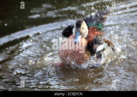 Anus Versicolor puna, Puna Teal Ente ein wilder Vogel, der in südamerikanischen Ländern Stock Foto gefunden wird Stockfoto