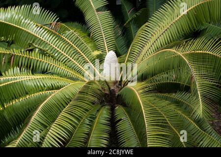 Sydney Australien, Kegel und Wedel eines Dioon spinulosum Stockfoto