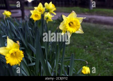 Die frühen Narzissen blühen auf diesem Foto, das am ersten Februartag aufgenommen wurde Stockfoto