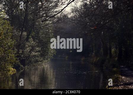 An einem kühlen Wintertag dringt Sonnenlicht durch Bäume entlang des wunderschönen Basingstoke Canal in Surrey Stockfoto