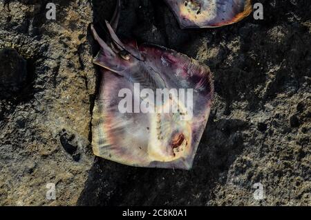 Dead Stingray Fisch an der Küste nahe dem Atlantik Stockfoto