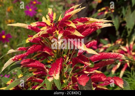 Sydney Australien, bunte Blätter einer dreifarbigen amaranthus-Pflanze Stockfoto