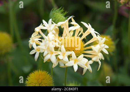 Sydney Australien, blassgelbe Lorenziana Gaillardia oder Fanfare Decke Blume Stockfoto