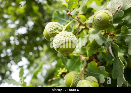 Nahaufnahme von jungen Eicheln auf einer englischen Eiche (Quercus robor) Stockfoto