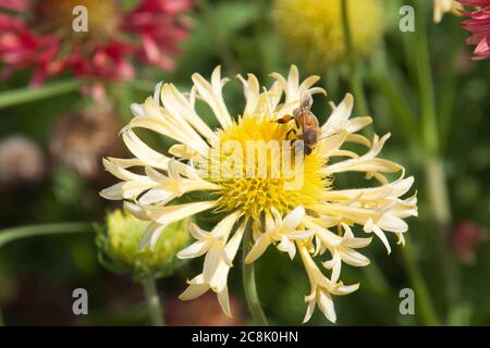 Sydney Australien, blassgelbe Lorenziana Gaillardia oder Fanfare Decke Blume mit Biene Stockfoto