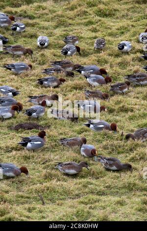 VOGEL, Wigeon, Kleingruppenfütterung auf Grasfeldern, Großbritannien Stockfoto