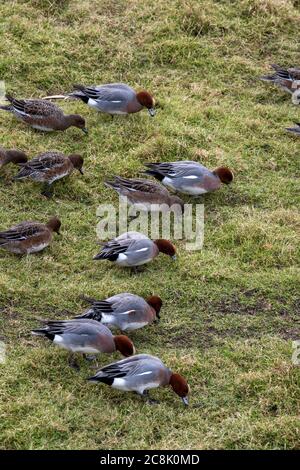 VOGEL, Wigeon, Kleingruppenfütterung auf Grasfeldern, Großbritannien Stockfoto