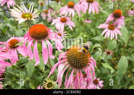 Nahaufnahme einer Bufftailed Hummel, die Pollen auf einer Purple Coneflower (Echinacea purpurea) Gänseblümchen sammelt Stockfoto