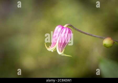 Nahaufnahme einer Nadeleichenblume an einem sonnigen Tag Morgen Stockfoto