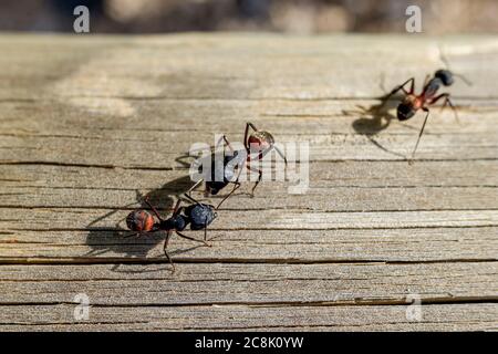 Makro von mehreren Ameisen auf der Suche nach einem Partner, um ein Nest zu machen. Stockfoto