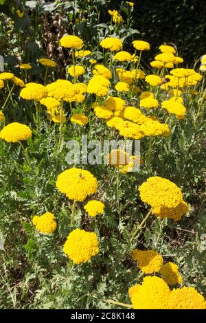 Nahaufnahme eines leuchtend gelben Fernleaf Yarrow (achillea filipendulina) Stockfoto