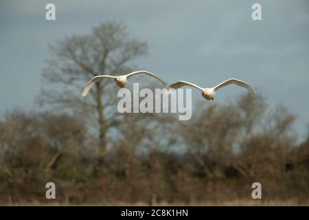 Tundra SWAN, ( Bewicks Schwan ) Paar im Flug Winter, West Land, Großbritannien Stockfoto