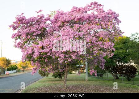 Schöne Tabebuia paleri oder Handroanthus impetiginosus mit rosa Blüten bedeckt Stockfoto