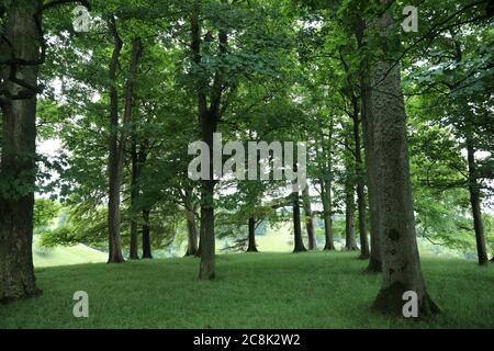 Dyrham Deer Park National Trust 2020 Stockfoto