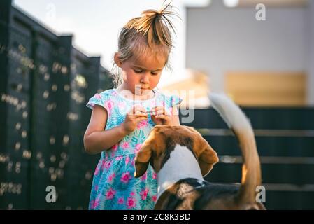 Baby Mädchen laufen mit Beagle Hund im Hinterhof im Sommer Tag. Haustierkonzept mit Kindern. Stockfoto