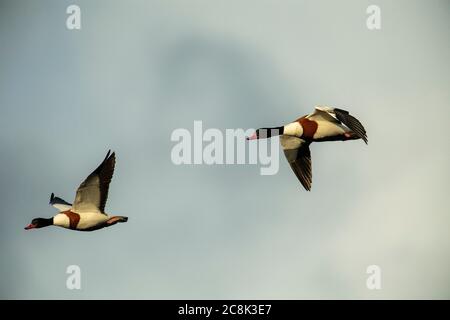 SHELLDUCK, Paar im Flug, Westland Großbritannien Stockfoto