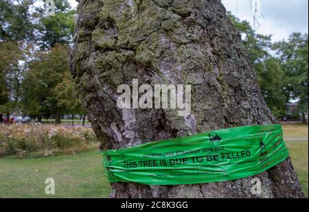 Baumfällung Cambridge Stockfoto