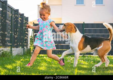 Baby Mädchen laufen mit Beagle Hund im Hinterhof im Sommer Tag. Haustierkonzept mit Kindern. Stockfoto