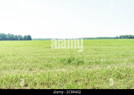 Störche wandern an einem Sommertag in einem Mown-Feld Stockfoto