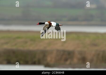 SHELLDUCK, Paar im Flug, Westland Großbritannien Stockfoto