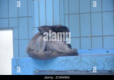 Howler-Affenweibchen, Zoo Frankfurt Stockfoto