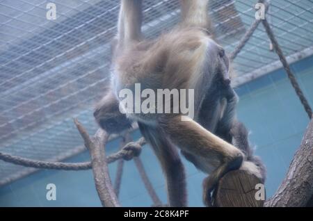 Howler-Affenweibchen, Zoo Frankfurt Stockfoto