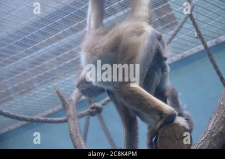 Howler-Affenweibchen, Zoo Frankfurt Stockfoto
