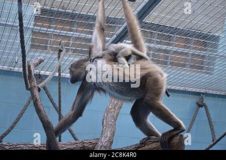 Howler-Affenweibchen, Zoo Frankfurt Stockfoto