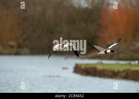 SHELLDUCK, Paar im Flug, Westland Großbritannien Stockfoto