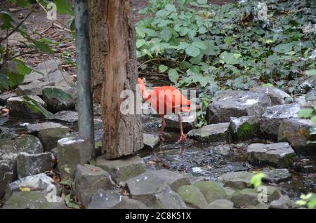 Scharlachrot Ibis Vogel Eudocimus ruber tropischen Watvogel auf der Nahrungssuche Der Boden Stockfoto