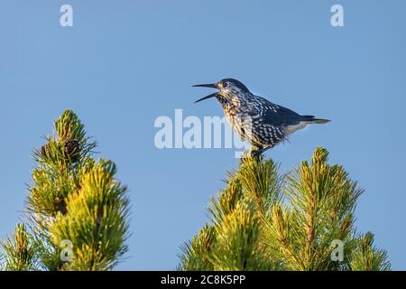 Vogelnuscracker (Nucifraga caryocatactes) aus der Nähe sitzt und singt auf einer Zedernkiefer mit Zapfen Stockfoto