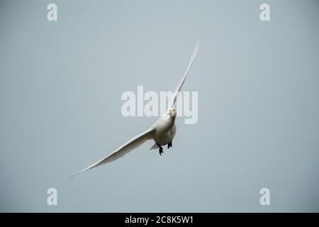 Tundra SWAN, (Bewick's Schwan) im Flug, kommt an Land, Winter, West Land, Großbritannien Stockfoto