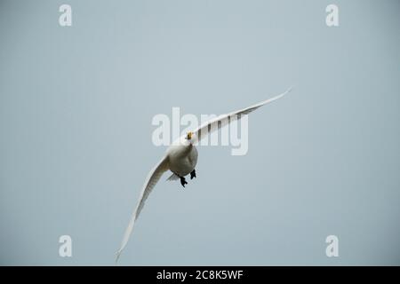 Tundra SWAN, (Bewick's Schwan) im Flug, kommt an Land, Winter, West Land, Großbritannien Stockfoto