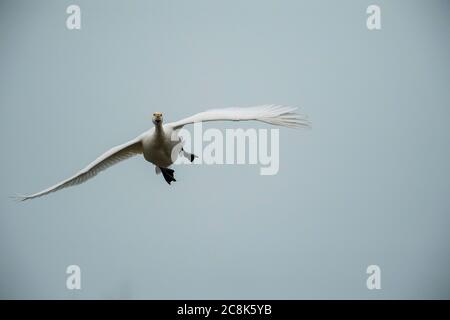 Tundra SWAN, (Bewick's Schwan) im Flug, kommt an Land, Winter, West Land, Großbritannien Stockfoto