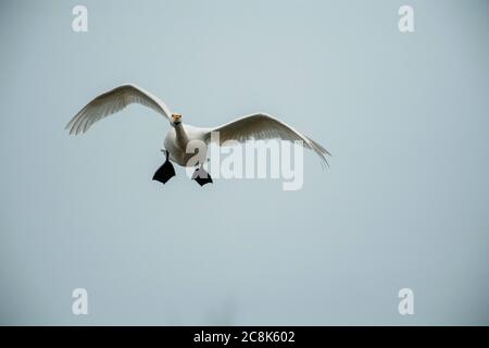 Tundra SWAN, (Bewick's Schwan) im Flug, kommt an Land, Winter, West Land, Großbritannien Stockfoto