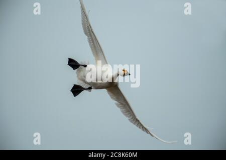 Tundra SWAN, (Bewick's Schwan) im Flug, kommt an Land, Winter, West Land, Großbritannien Stockfoto