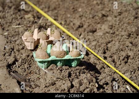 Frühe Kartoffeln 'Casablanca' in Eierkartons, bereit zum Pflanzen neben Graben mit Maßband, Spring, Wales, UK. Stockfoto