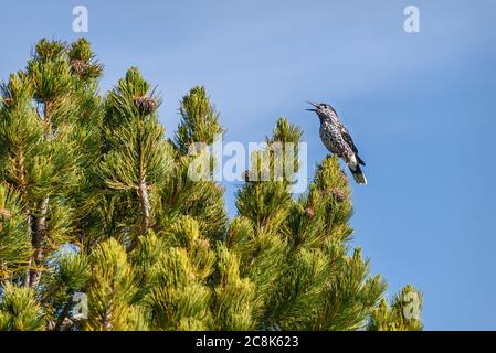 Vogelnuscracker (Nucifraga caryocatactes) aus der Nähe sitzt und singt auf einer Zedernkiefer mit Zapfen Stockfoto