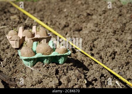 Frühe Kartoffeln 'Casablanca' in Eierkartons, bereit zum Pflanzen neben Graben mit Maßband, Spring, Wales, UK. Stockfoto