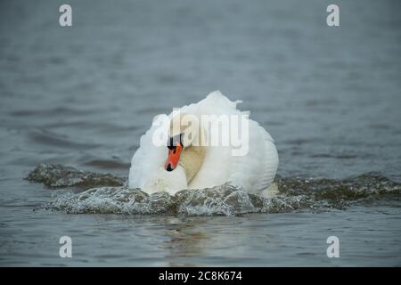 Tundra SWAN, ( Bewick's Swan ) Erwachsene Fütterung in seichtem Wasser bei WWT Slimbridge, Winter, West Land, Großbritannien Stockfoto