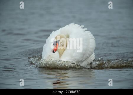 Tundra SWAN, ( Bewick's Swan ) Erwachsene Fütterung in seichtem Wasser bei WWT Slimbridge, Winter, West Land, Großbritannien Stockfoto