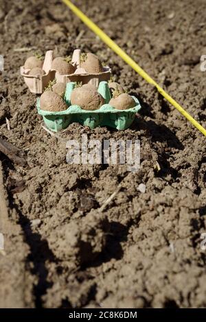 Frühe Kartoffeln 'Casablanca' in Eierkartons, bereit zum Pflanzen neben Graben mit Maßband, Spring, Wales, UK. Stockfoto