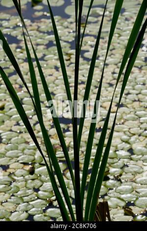 Bulrush, Typha latifolia Laub gegen Blätter von Nymphoides peltata, Fransenwasserlilie, Wales, UK. Stockfoto