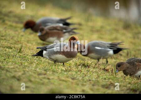 VOGEL, Wigeon, Kleingruppenfütterung auf Grasfeldern, Großbritannien Stockfoto