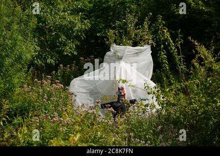 Malus domestica 'Katy' Apfelbaum mit Vogelabschreckungsmaßnahmen, drapiertes Gartenvlies und Vogelscheuche, Wales, Großbritannien Stockfoto